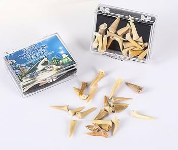 Amazon.co.jp: 化石化したサメの歯の箱 - 本物の先史時代のサメ